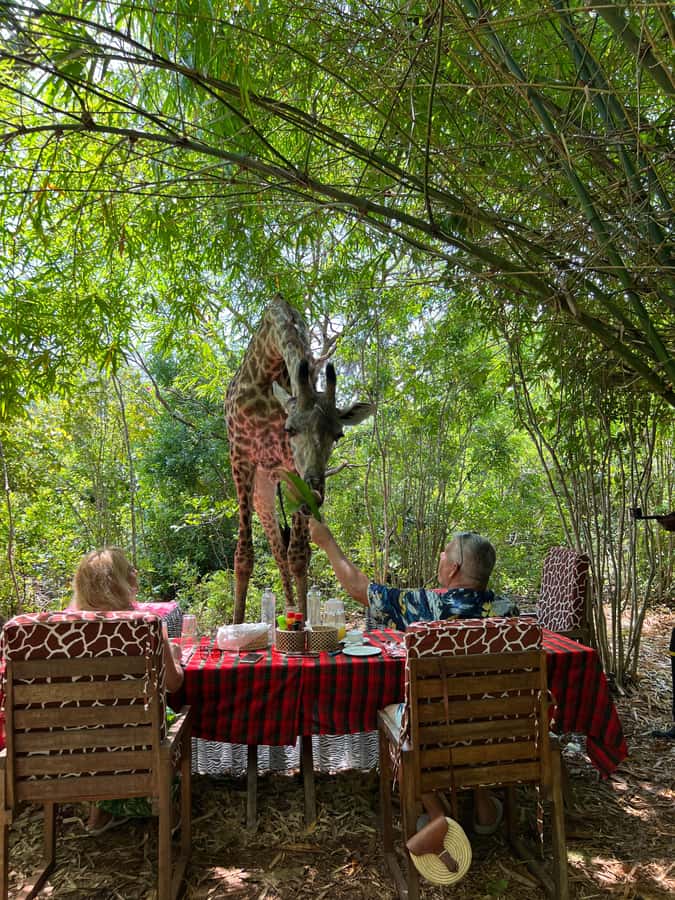 DIANI: SHARE A MEAL WITH GIRAFFES - Key highlights to look for