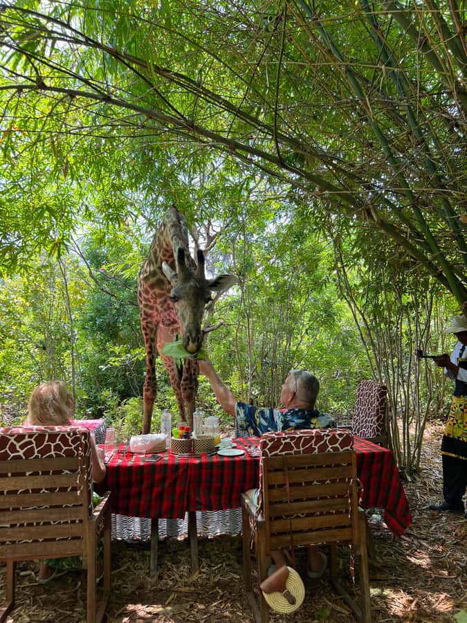 DIANI: SHARE A MEAL WITH GIRAFFES - Giraffes and lunch in Diani’s animal park, the part you’ll remember