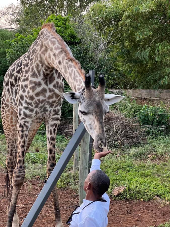 DIANI: SHARE A MEAL WITH GIRAFFES - Guided animal park walk: what you’ll see and why it matters