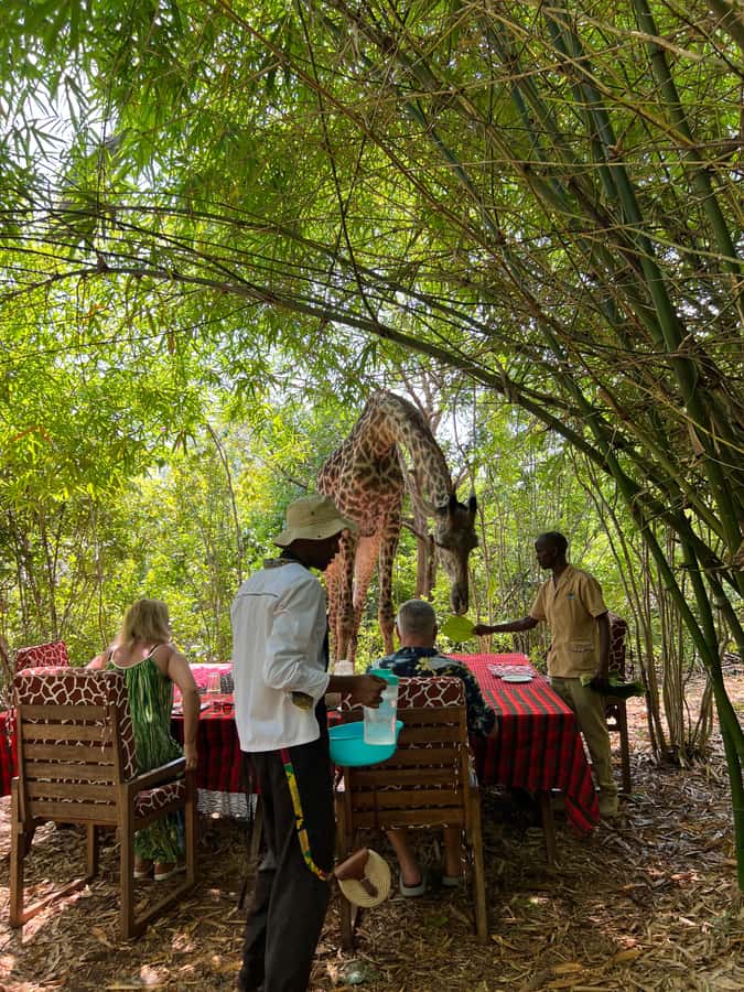 DIANI: SHARE A MEAL WITH GIRAFFES - Feeding giraffes: how the moment is set up and what to watch