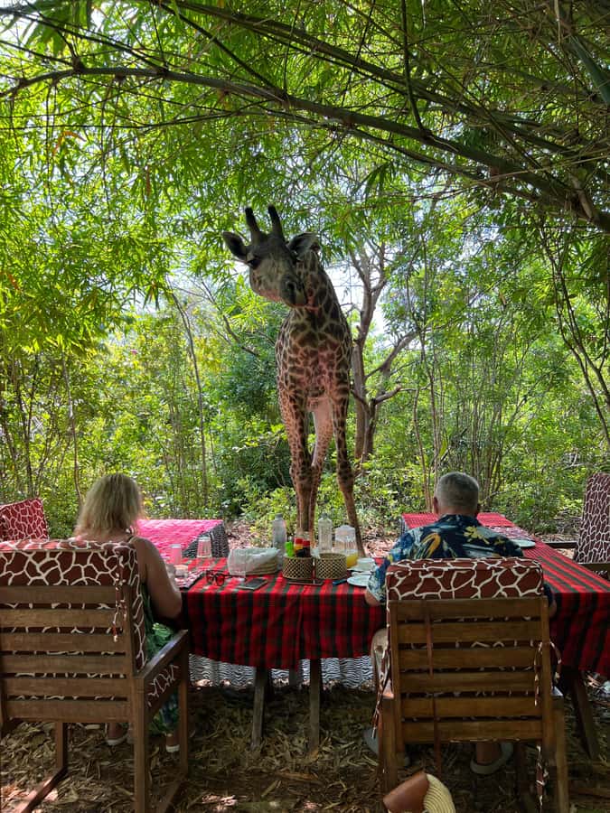DIANI: SHARE A MEAL WITH GIRAFFES - Your 3-course ala carte meal, served where the giraffes are