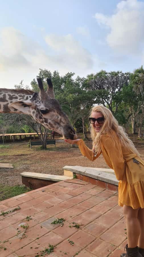 DIANI: SHARE A MEAL WITH GIRAFFES - Price and value: does $250 per person pencil out?