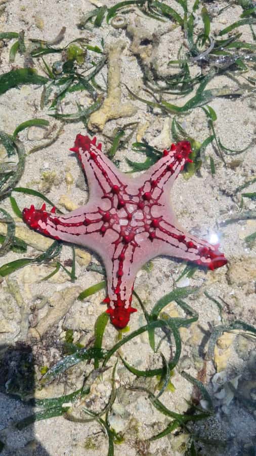 Diani: Snorkeling and Swimming at African Pool in Tiwi Beach - How to make the most of the 3-hour window