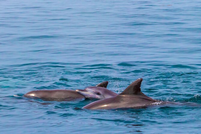 Dolphin Watch & Snorkeling at Kisite Marine Park & Wasini Island - The Wasini Womens Group boardwalk, mangroves and coral gardens