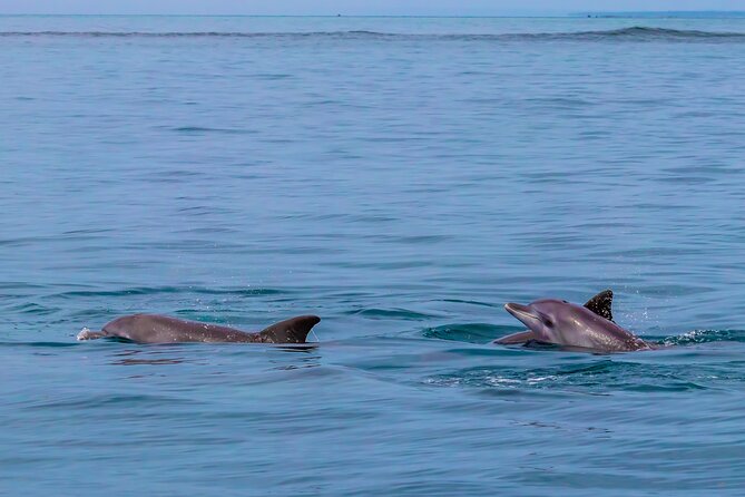 Dolphin Watch & Snorkeling at Kisite Marine Park & Wasini Island - Optional Shimoni Slave Caves stop, choose your level of history
