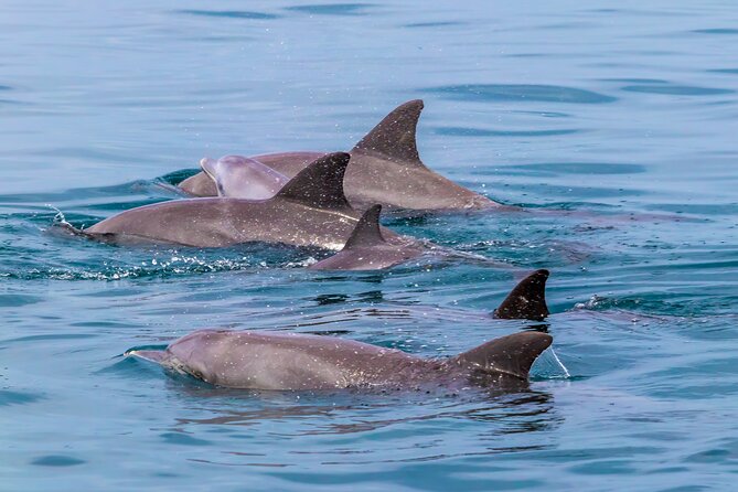 Dolphin Watch & Snorkeling at Kisite Marine Park & Wasini Island - From Mombasa waters to Kisite-Mpunguti, the dhow cruise focus