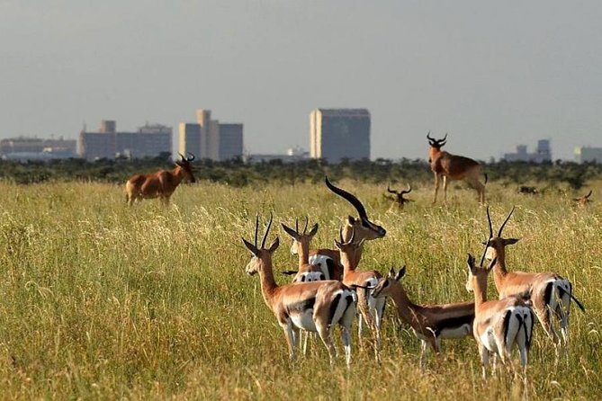 Early Morning Group Joining Mini Safari To Nairobi National Park - Why a 5:30 am Nairobi start works (and what you gain)