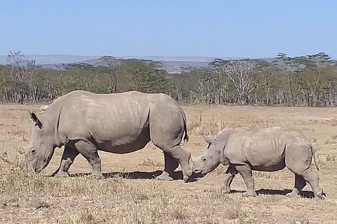 Early Morning Group Joining Mini Safari To Nairobi National Park - Birds, plains, and the kind of photos you’ll actually want later