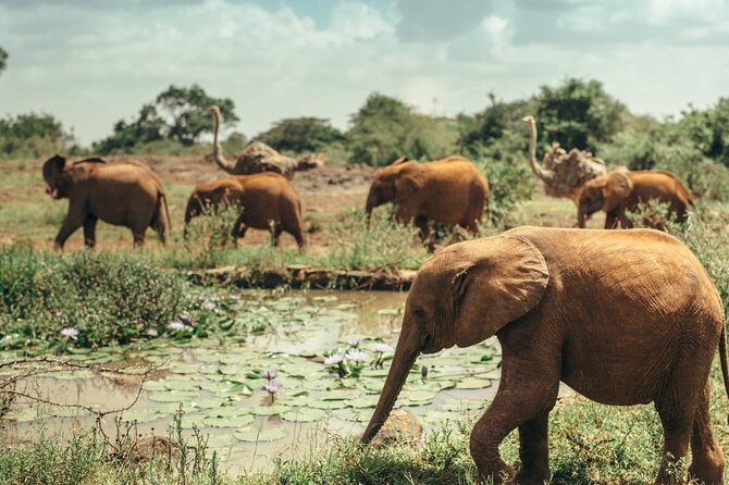 Early Morning Half Day Group Tour to Nairobi National Park - Starting at 6am: Kencom Pickup and the Safari Vehicle