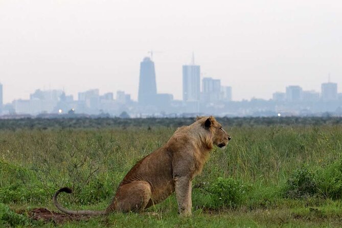 Early Morning Half Day Group Tour to Nairobi National Park - Who This Half Day Tour Fits Best