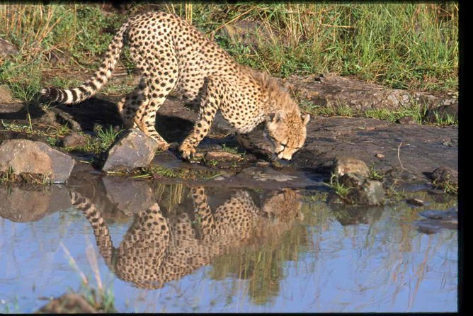 Early Morning Half Day Mini Safari To Nairobi National Park - The pacing math: why 6 hours can feel like more in Nairobi