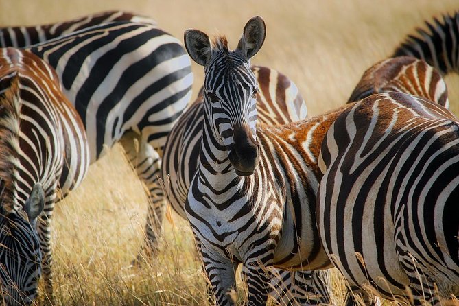 Early Morning Half Day Mini Safari To Nairobi National Park - Price and value at $170 per person, what you truly get