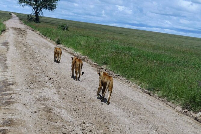 Early Morning Half Day Mini Safari To Nairobi National Park - What to expect on a private tour, with no strangers slowing you down