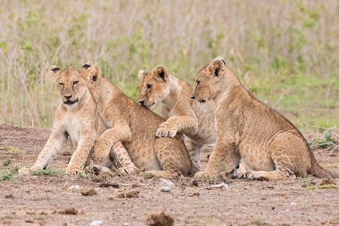 Early Morning Nairobi Park Safari and Giraffe Centre Tour. - What makes this tour feel efficient, not rushed