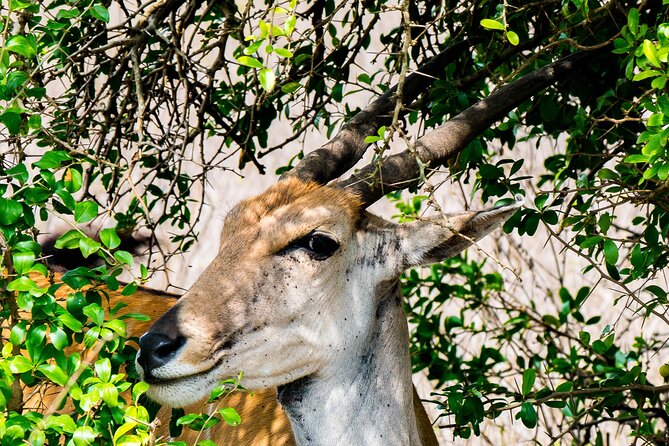 Early Morning Nairobi Park Safari and Giraffe Centre Tour. - Price and what you actually get for $95