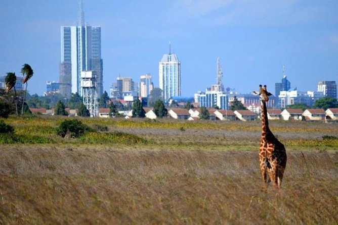 Early Nairobi Park Giraffe Centre and Optional Elephant Orphanage - Giraffe Centre at 9:30 am: Rothschild giraffes up close, conservation explained