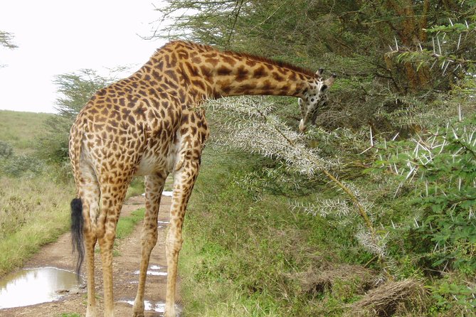 Early Nairobi Park Giraffe Centre and Optional Elephant Orphanage - Price and value: what $155 includes, and what costs extra