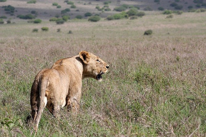 Early Nairobi Park Giraffe Centre and Optional Elephant Orphanage - Who should book this tour, and who might want a different style