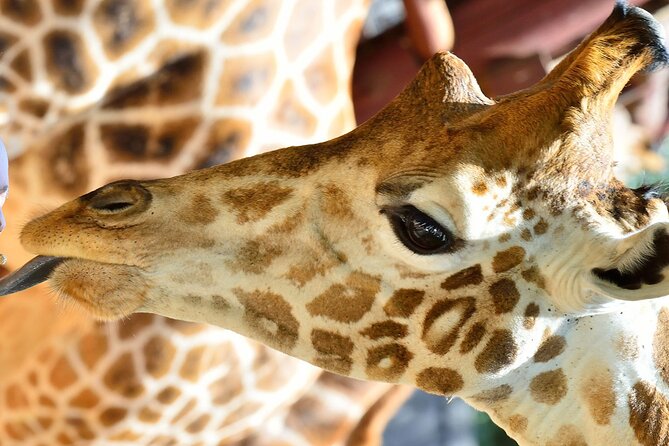 Early Nairobi Park Giraffe Centre and Optional Elephant Orphanage - Nairobi National Park game drive: animals, birds, and that chance at black rhino