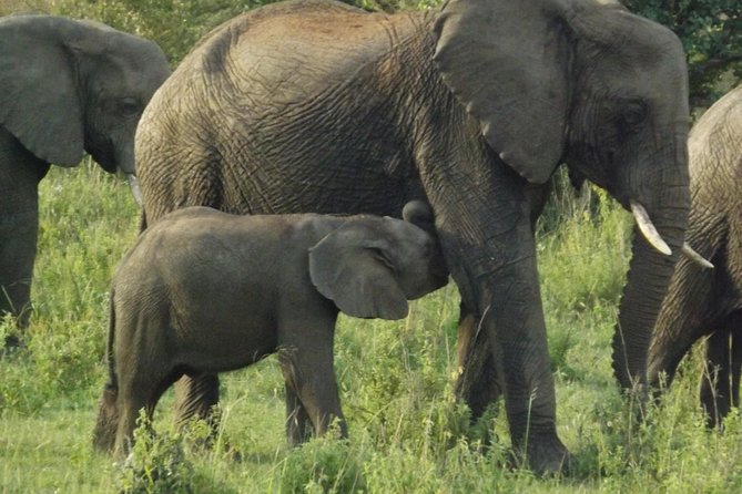Elephant Orphanage and Giraffe Center Nairobi Day Tour - Key highlights at a glance
