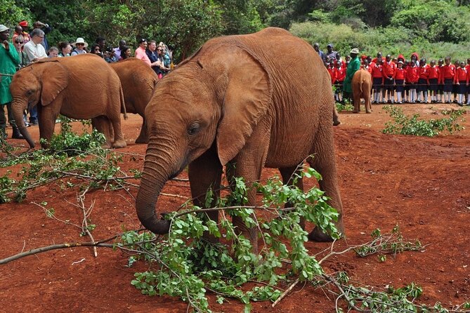 Elephant Orphanage and Giraffe Center Nairobi Day Tour - Why this Nairobi animal combo works when time is tight