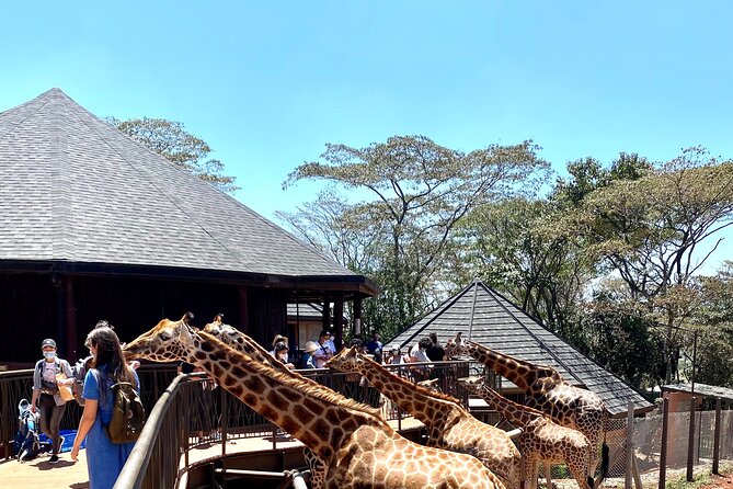 Elephant Orphanage and Giraffe Center Nairobi Day Tour - What’s included, and what you’ll need to cover