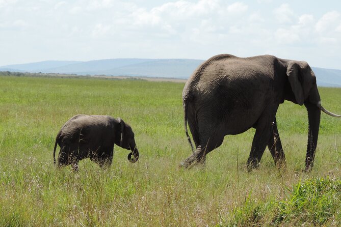 Elephant Orphanage and Giraffe Center Nairobi Day Tour - Price and what you actually get for $194.81