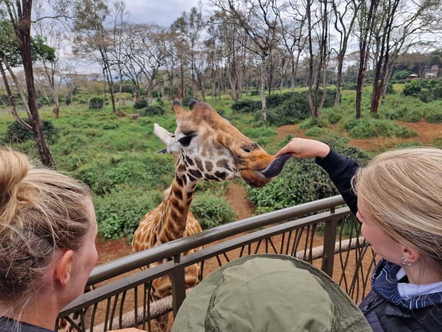 Elephant Orphanage and Giraffe Center Tour with Options - Key highlights to know before you go