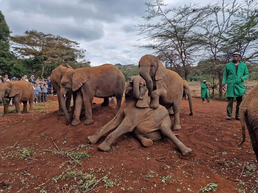 Elephant Orphanage and Giraffe Center Tour with Options - Kazuri Beads Factory: craft that you can explain to friends