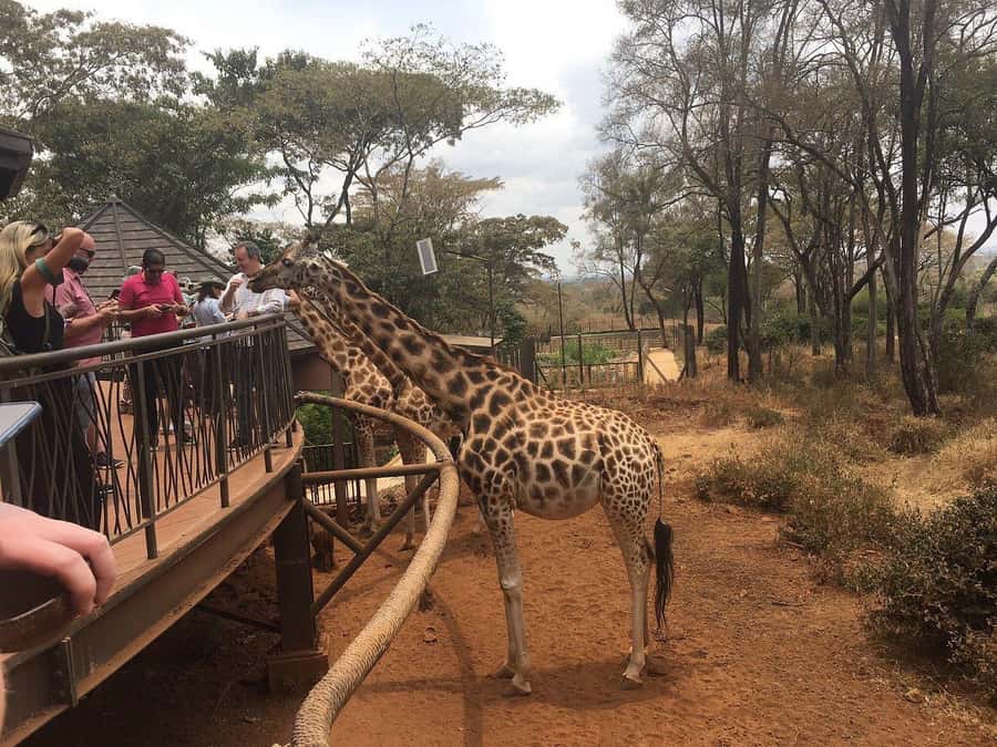Elephant Orphanage and Giraffe Center Tour with Options - Optional add-ons: Karen Blixen, Bomas of Kenya, Nairobi National Park