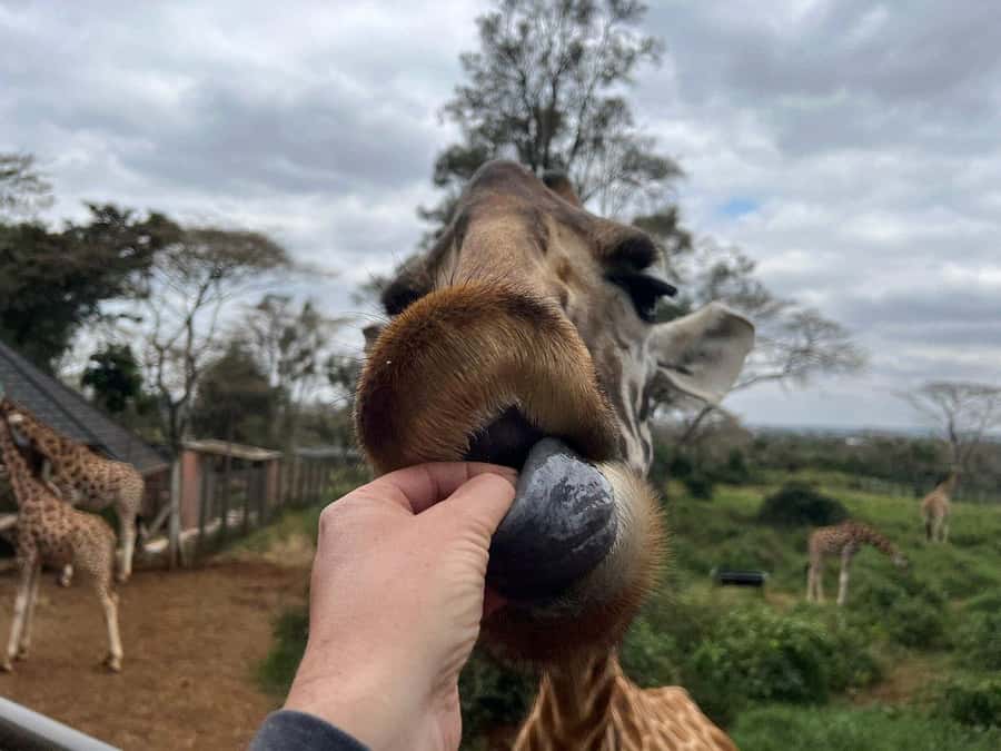 Elephant Orphanage and Giraffe Center Tour with Options - Price and value, plus the fee you cannot ignore