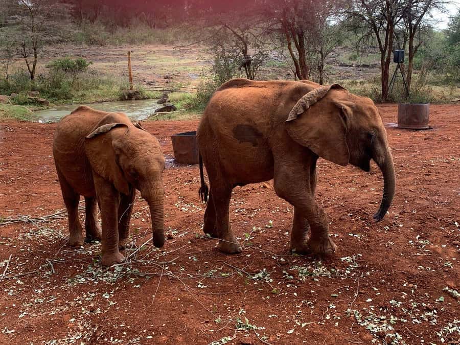Elephant Orphanage and Giraffe Center Tour with Options - Who should book this tour