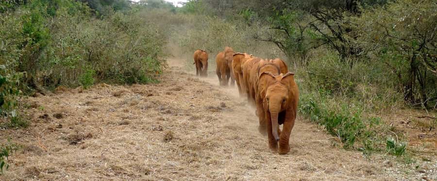 Elephant Orphanage,Giraffe Center&Karen Blixxen Day TripTour - Key highlights worth knowing
