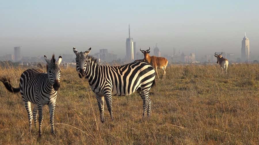 Elephant Orphanage,Giraffe Center&Karen Blixxen Day TripTour - A One-Day Nairobi Trio: elephants, giraffes, and Karen Blixen