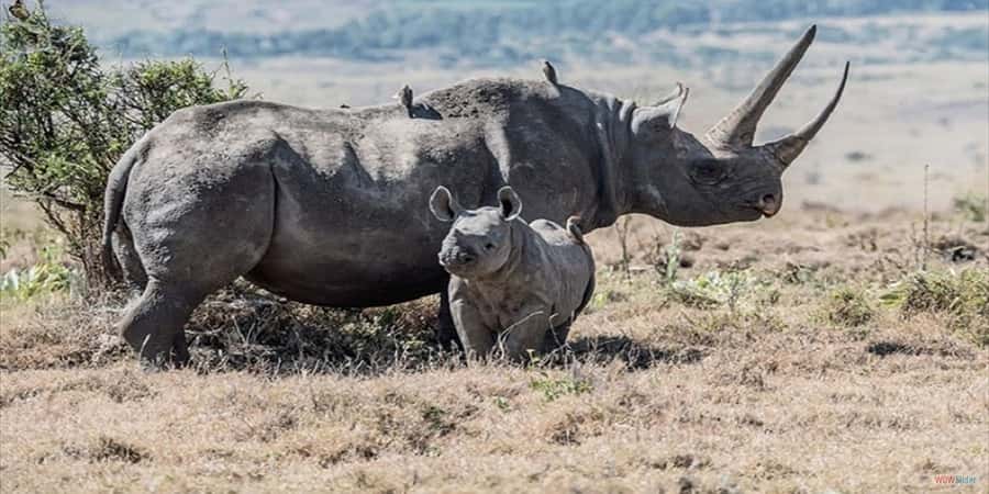 Elephant Orphanage,Giraffe Center&Karen Blixxen Day TripTour - Karen Blixen Museum: Out of Africa context near the Ngong Hills