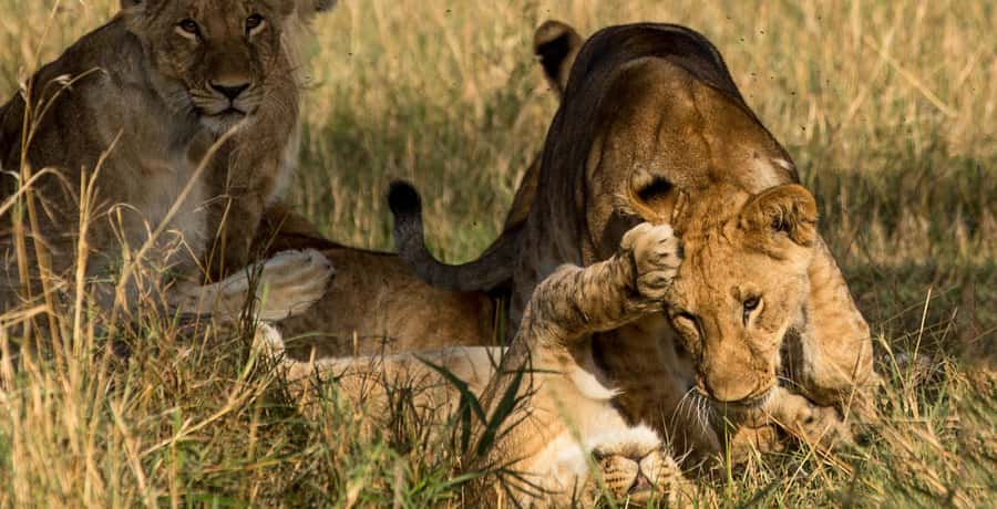 Elephant Orphanage,Giraffe Center&Karen Blixxen Day TripTour - Who this trip is best for