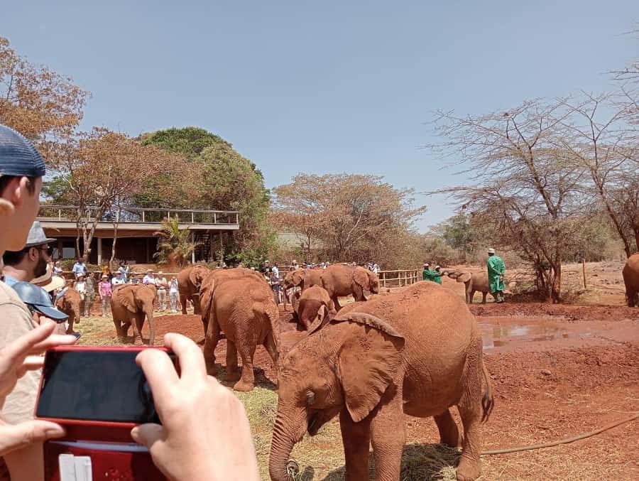 Elephant Orphanage,Giraffe Center&Karen Blixxen Day TripTour - Pickup, timing, and the open-roof safari van ride