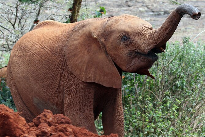 Elephant Orphanage, Giraffe Centre& optional Nairobi NationalPark - A Nairobi wildlife day that blends feeding, rescue work, and city-to-safari scenery