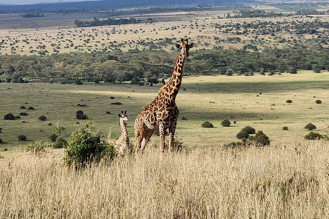 Elephant Orphanage, Giraffe Centre& optional Nairobi NationalPark - Optional Nairobi National Park: Big Five spotting with skyline views