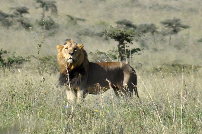 Elephant Orphanage, Giraffe Centre& optional Nairobi NationalPark - Price and logistics: what the $95 really covers, and what you still need to budget