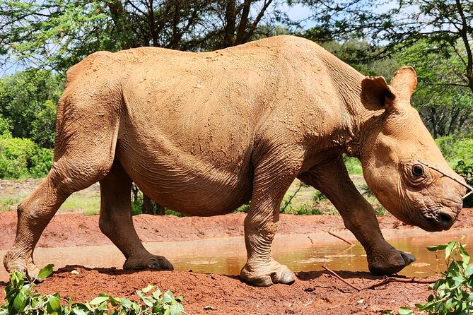 Elephant Orphanage, Giraffe Centre& optional Nairobi NationalPark - Should you book this tour?