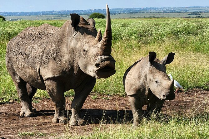 Elephant Orphanage, Giraffe Centre& optional Nairobi NationalPark - Sheldrick Wildlife Trust: orphaned elephants, milk formula, and personal stories