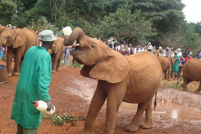 Elephant Orphanage & Giraffe Centre Tour - Stop 1: Giraffe Centre hand-feeding Rothschild giraffes