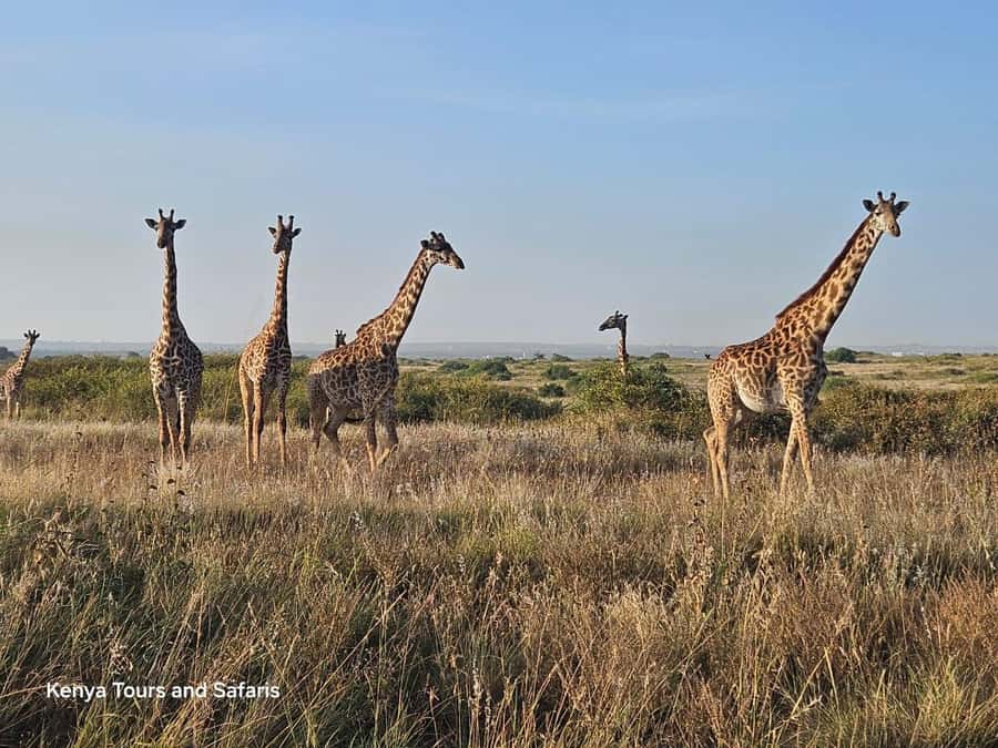 Elephant Orphanage, Giraffee Center, Karen Blixxen Meseum - A 5-Hour Nairobi Combo That Mixes Wildlife Care With Culture