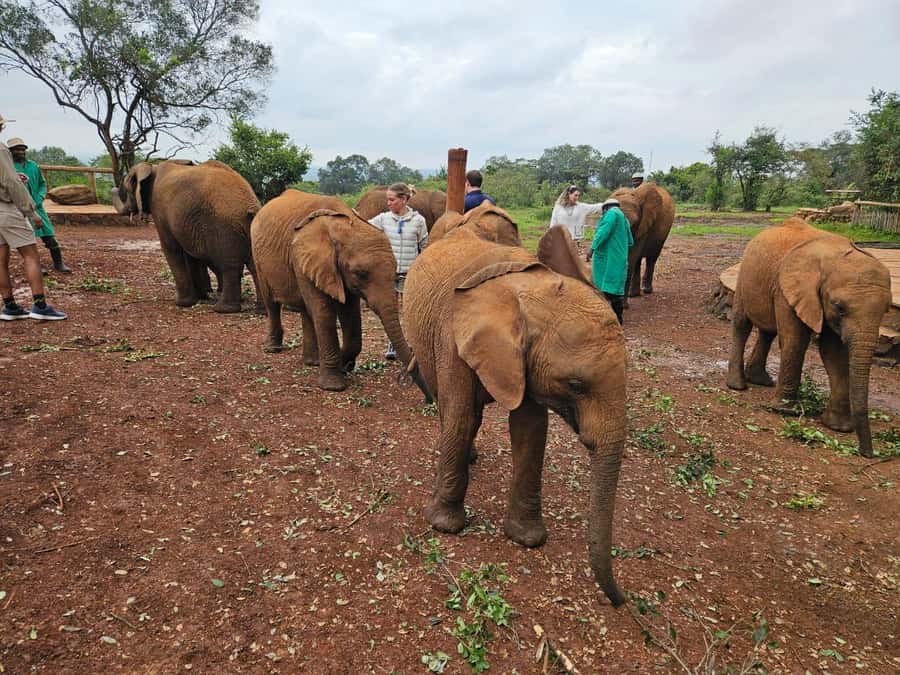 Elephant Orphanage, Giraffee Center, Karen Blixxen Meseum - Getting There in a Safari Mini Van With an Open Roof