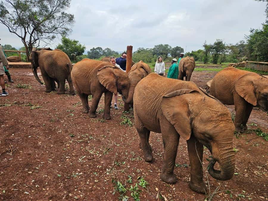 Elephant Orphanage, Giraffee Center, Karen Blixxen Meseum - David Sheldrick Elephant Orphanage: Baby Elephants, Milk Bottles, and Water Play