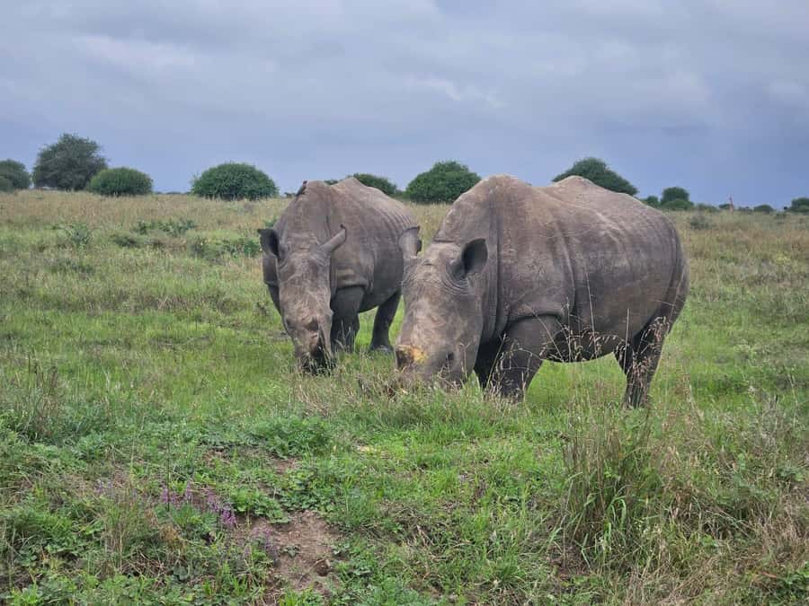 Elephant Orphanage, Giraffee Center, Karen Blixxen Meseum - Karen Blixxen Museum: The Out of Africa Fame Stop