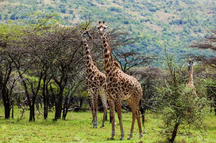 Elephant Orphanage, Giraffee Center, Karen Blixxen Meseum - Price and the Real Budget: What You Pay for and What Costs Extra