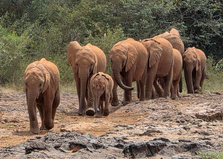 Elephant Orphanage Trust, Giraffes & Bomas of Kenya Day Tour - Key Highlights You Should Actually Care About