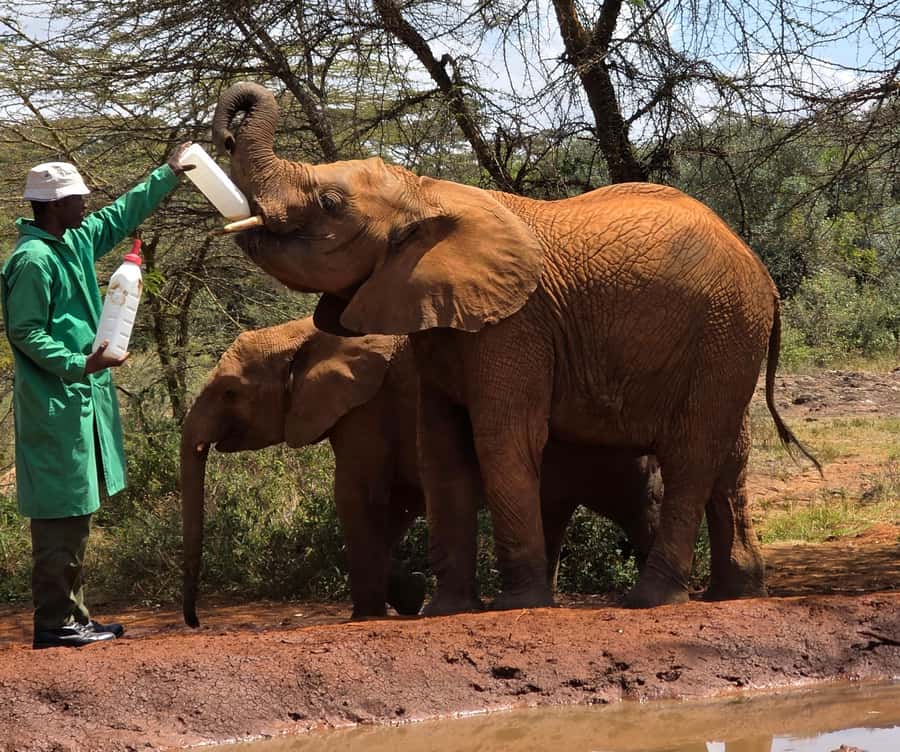Elephant Orphanage Trust, Giraffes & Bomas of Kenya Day Tour - Understanding the Care Team at the Elephant Orphanage